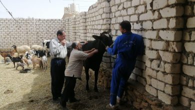 Photo of الزراعة: بحوث الصحراء ينظم قافلة بيطرية مجانية في واحة سيوة بمحافظة مطروح في إطار مبادرة حياة كريمة